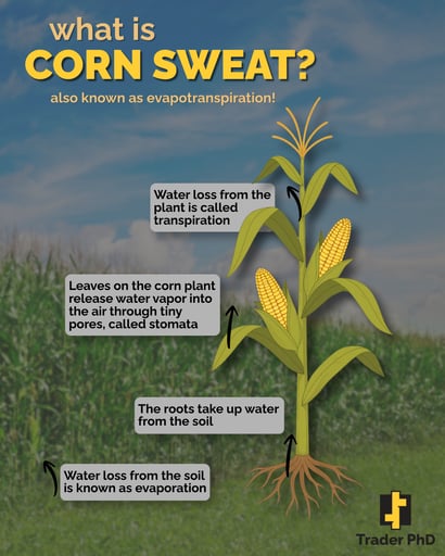 Corn Sweat 26 (1)