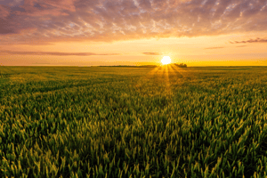 sunrise over field