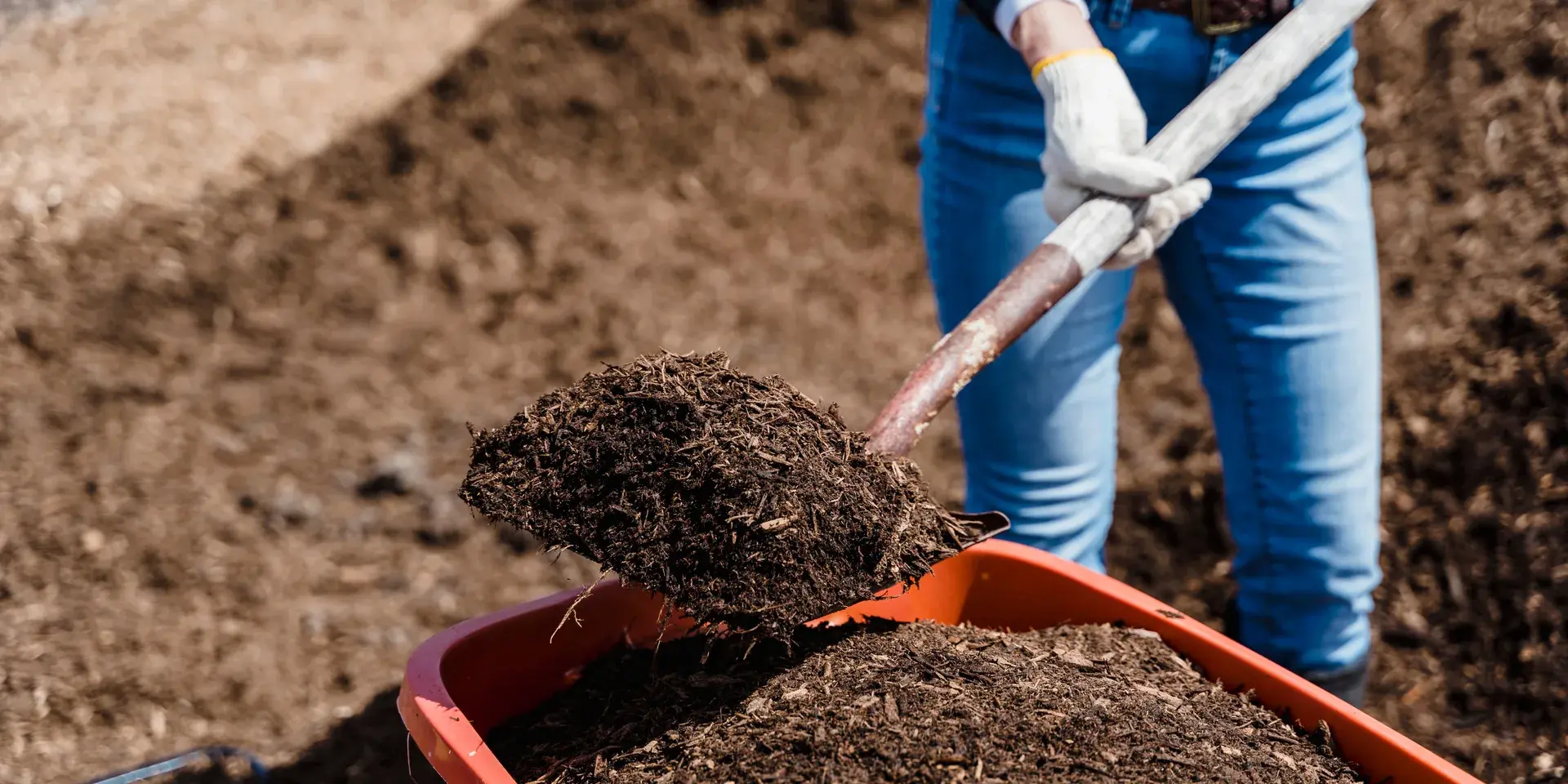person scooping soil
