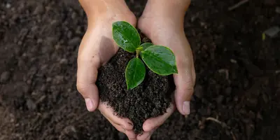 Person holding a seedling