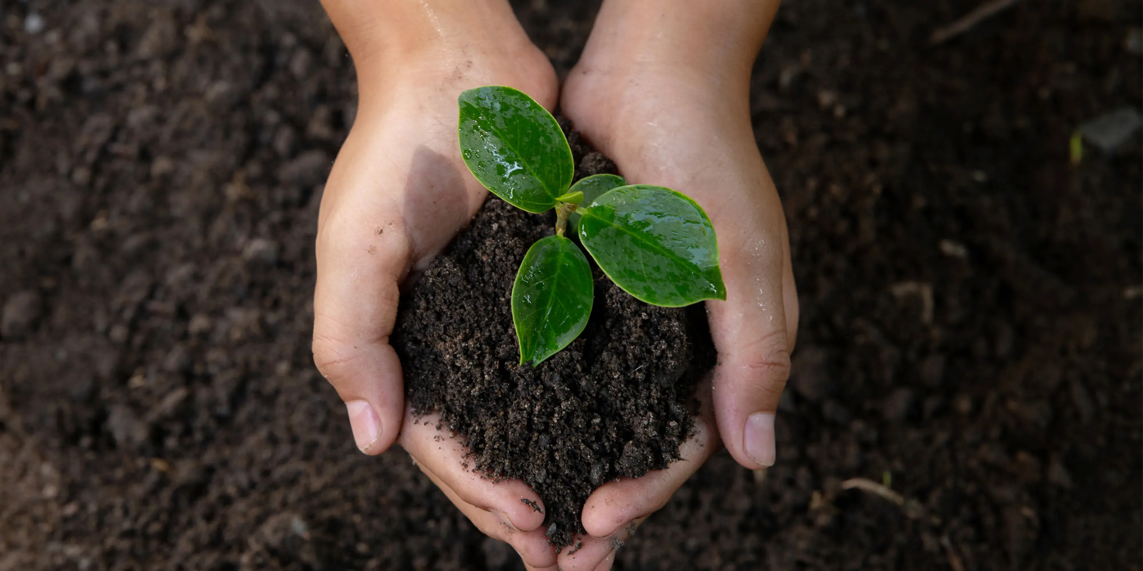 person holding seedling