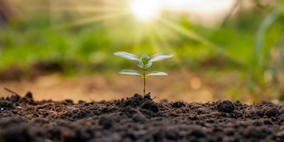 sprout coming out of soil