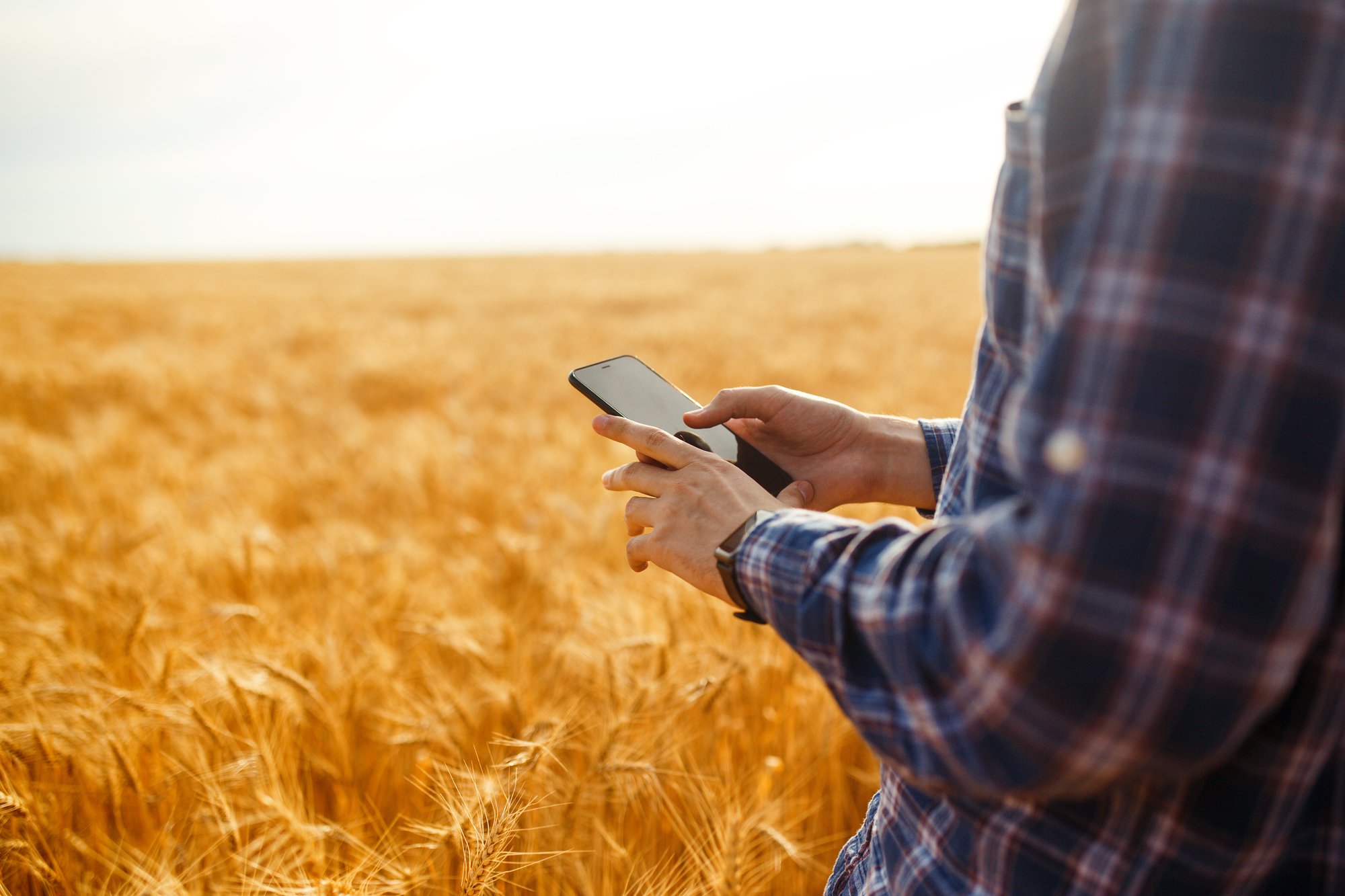 farmer-checking-wheat-field-progress-holding-phon-2023-11-27-05-30-24-utc farmer-checking-wheat-field-progress-holding-phon-2023-11-27-05-30-24-utc