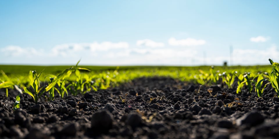 healthy soil