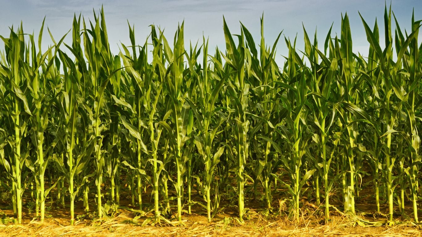 corn field