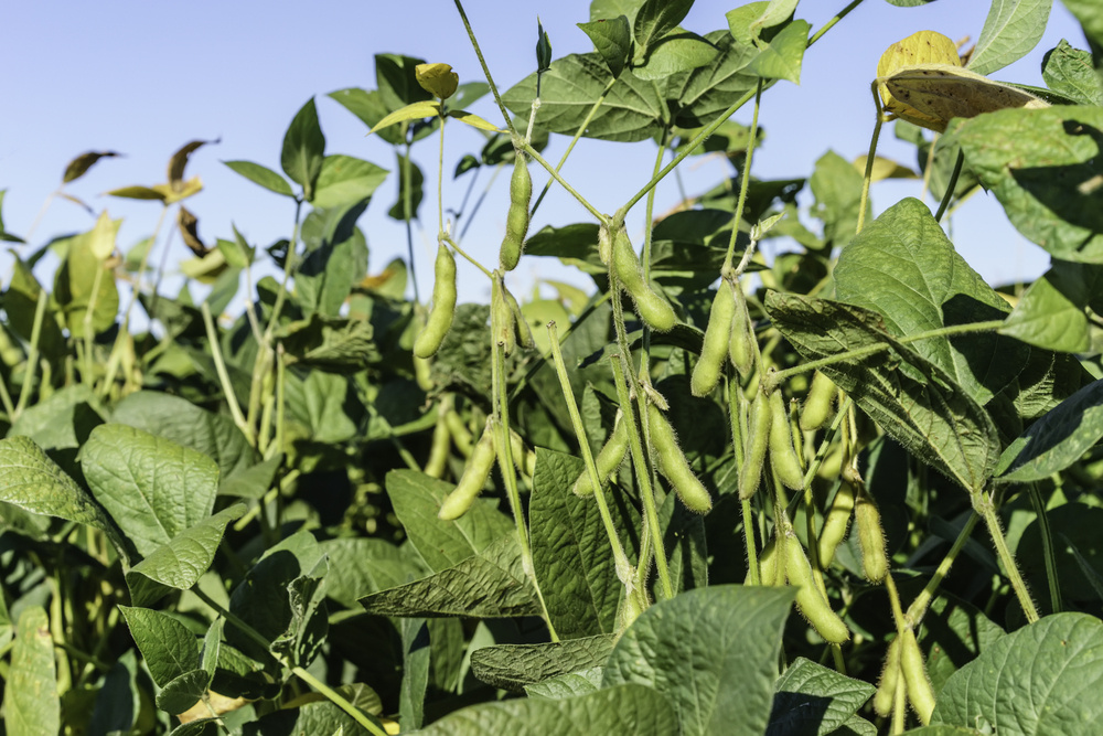 soybeans in the field