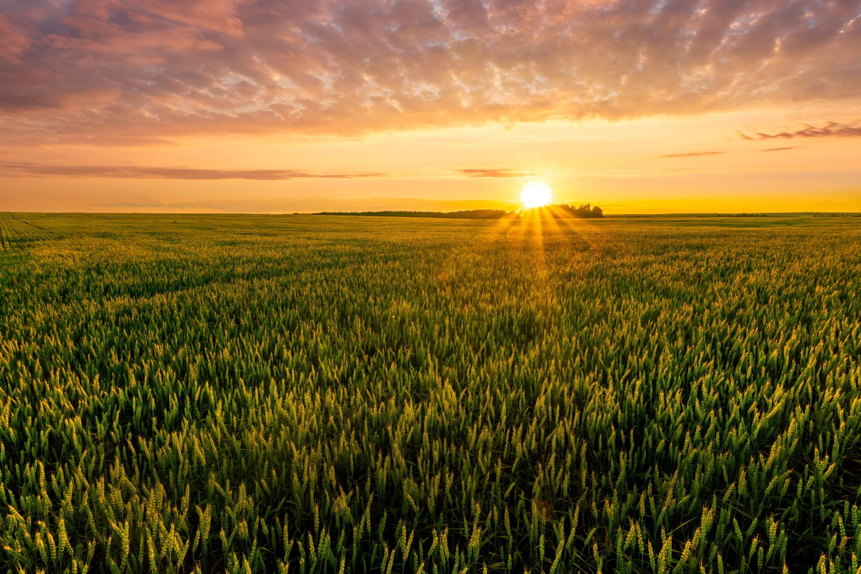 sunrise over field